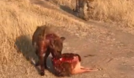 लकड़बग्घा ने किया हिरण का शिकार तो पहुंच गया तेंदुआ, वीडियो में देखें फिर जंगली कुत्तों ने कैसे बिगाड़ा खेल