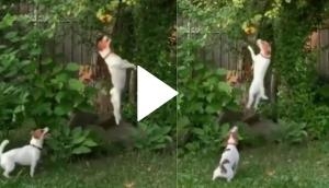 Inspiring Animal Video: Nothing is impossible! Well, this is what this dog video reveals