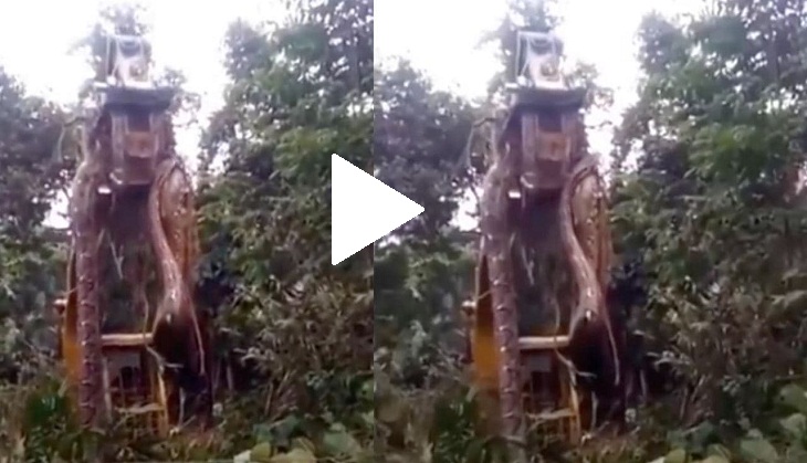 Scary video of giant snake being lifted by crane out of its home goes viral