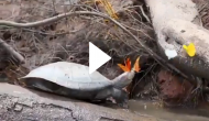 Stunning Video: Butterflies sip tears directly from the eyes of turtles for amazing reason!