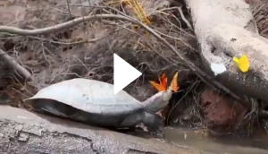 Stunning Video: Butterflies sip tears directly from the eyes of turtles for amazing reason!