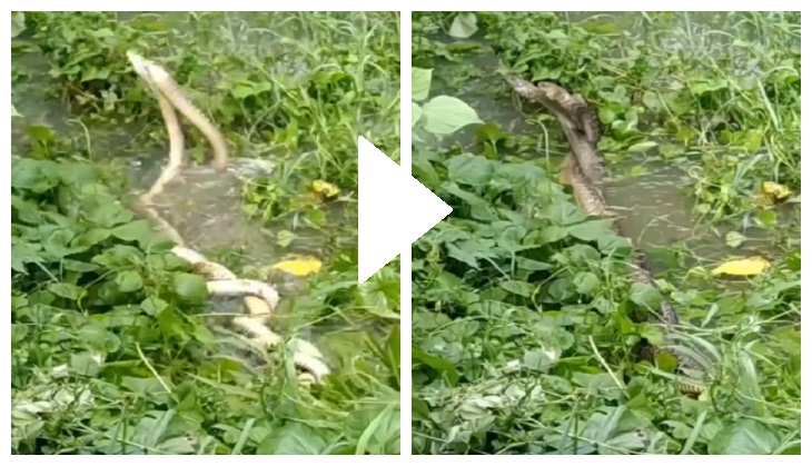 'Love dance': Video shows two snakes twirling around each other goes viral