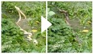 'Love dance': Video shows two snakes twirling around each other goes viral