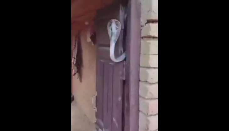 Viral Video: When aggressive cobra blocks entrance, you better back off!