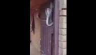 Viral Video: When aggressive cobra blocks entrance, you better back off!
