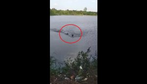 Alligator attacks swimmer, bites his arm; terrifying video goes viral