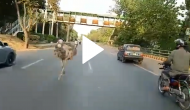 Video shows two ostriches running free on road; clip goes viral