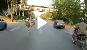 Video shows two ostriches running free on road; clip goes viral