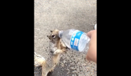 Thirsty Squirrel Viral Video: Moral of the story depends on how we look at it
