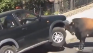 गुस्साए सांड़ ने सड़क पर खड़ी कार पर बोल दिया धावा, वीडियो में देखें डर कर कैसे चिल्लाए लोग