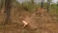 पेड़ के नीचे बैठा था तेंदुआ तभी ऊपर से गिरा हिरण, वीडियो में देखें कैसे हुई शिकारी की सिट्टी-पिट्टी गुम