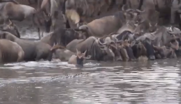 crocodile kills wildebeest