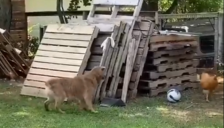 dog and chicken