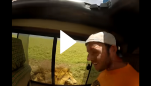 Tourist opens car window to pet lion; what happens next will scare you!