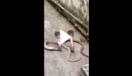 Video of snake couple chilling in pleasant weather goes viral