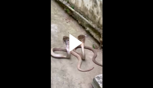 Video of snake couple chilling in pleasant weather goes viral