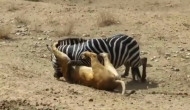 ज़ेबरा का शिकार करने की कोशिश कर रहा था शेर, वीडियो में देखें कैसे दी शिकार ने शिकारी को मात