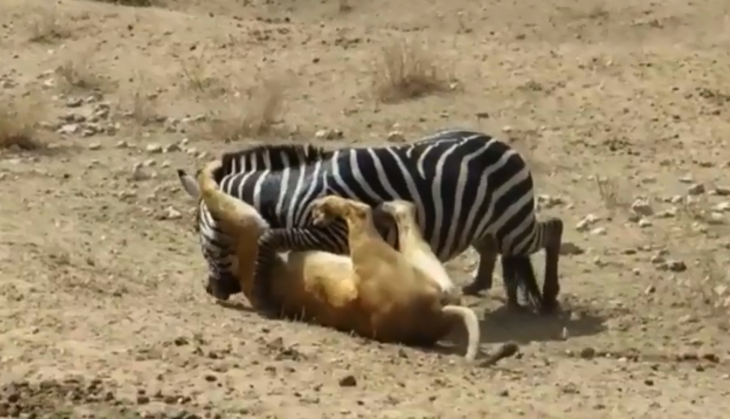 Lion and Zebra