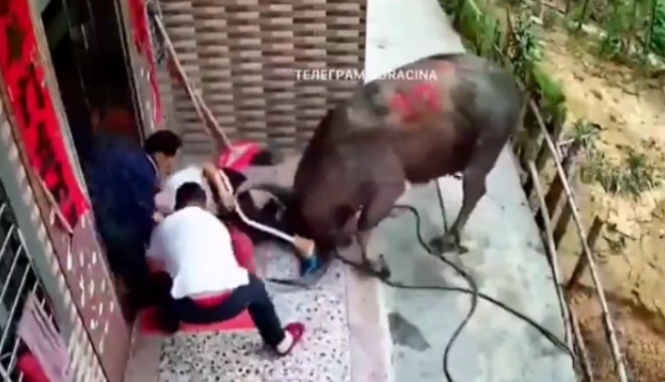 Bull attack