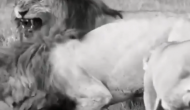 शिकार की तलाश कर रहे लकड़बग्घा को शेरों ने बनाया निवाला, वीडियो में देखें कैसे उतारा मौत के घाट