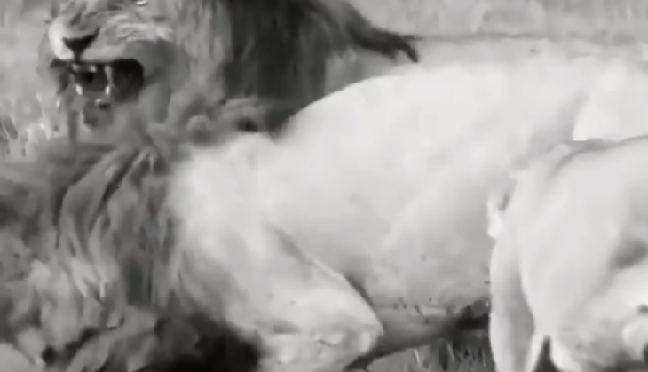 Lion