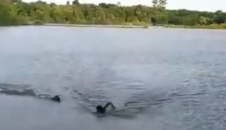 Crocodile attack