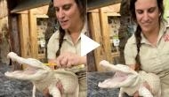 Zookeeper scrubs alligator in this viral video; its reaction will melt your heart