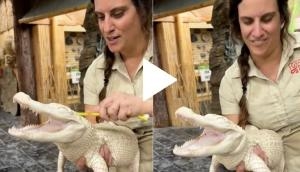 Zookeeper scrubs alligator in this viral video; its reaction will melt your heart