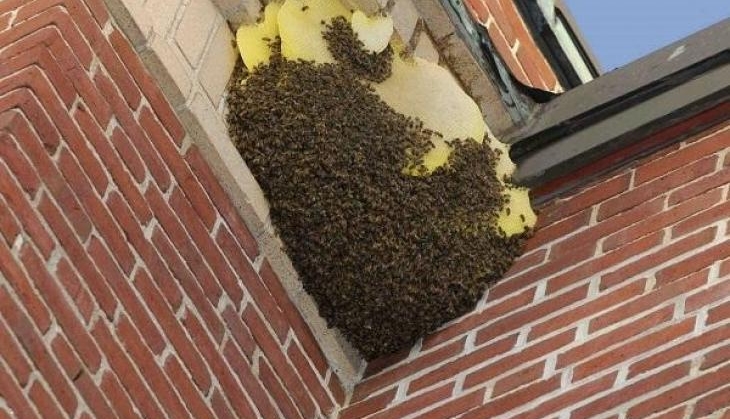 bee