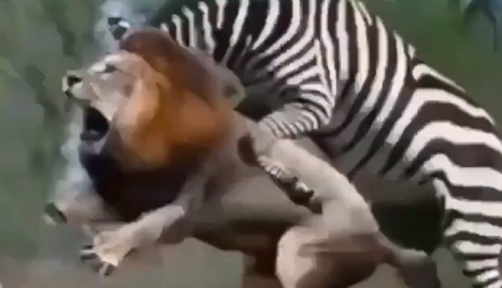 Lion and Zebra Video