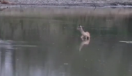 जंगली कुत्तों ने किया हमला तो झील में घुस गया हिरण, वीडियो में देखें फिर आया मगरमच्छ तो हुआ क्या