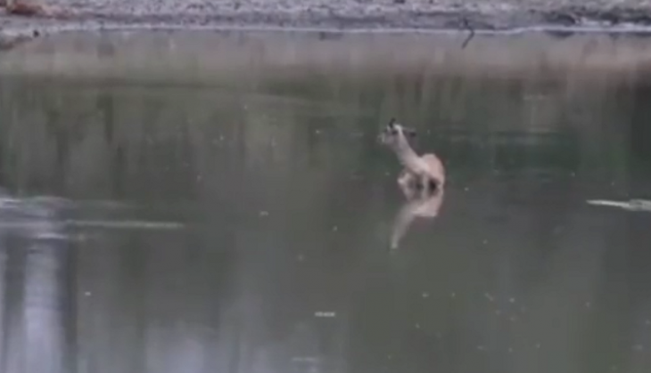 crocodile killed deer