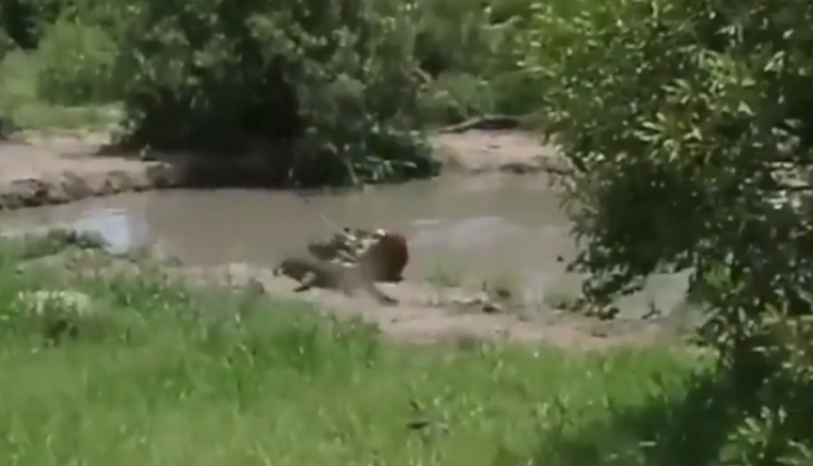 Crocodile attack
