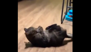 Funny cat video: If you wanna get six-pack abs, don't follow this act
