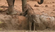 कीचड़ से भरे गड्ढे से बाहर नहीं निकल पा रहा था हाथी बच्चा, वीडियो में देखें परिवार ने कैसे की मदद