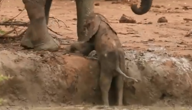 Baby Elephant