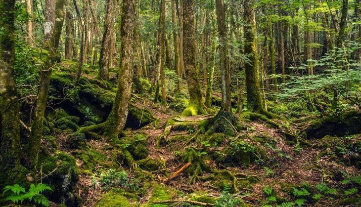 Suicide Forest