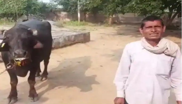 Man files police complaint against buffalo for this bizarre reason!