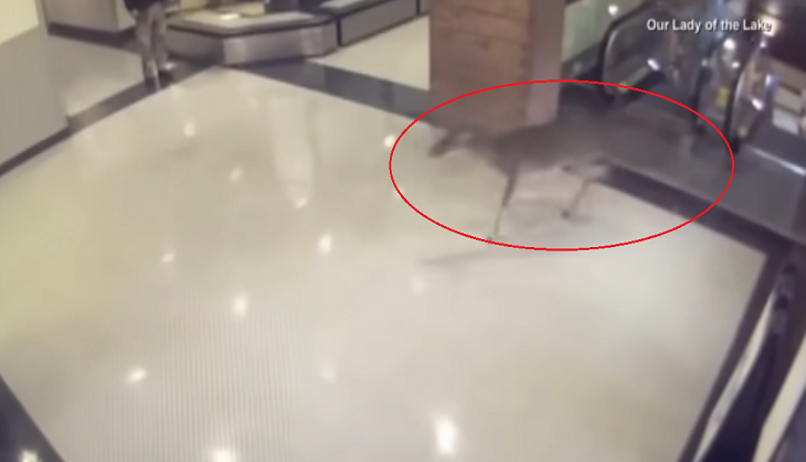 Viral Video: Injured deer enters hospital; here’s what it does next