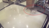 Viral Video: Injured deer enters hospital; here’s what it does next