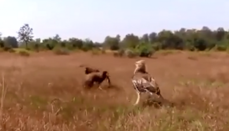 eagle and chicken fight