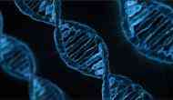 Research explores how genetic differences leave immune cells at disadvantage