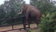 वीडियो में देखिए हाथी की समझदारी, लोहे की बाड़ को पार करने के लिए कैसी लगाई जुगाड़