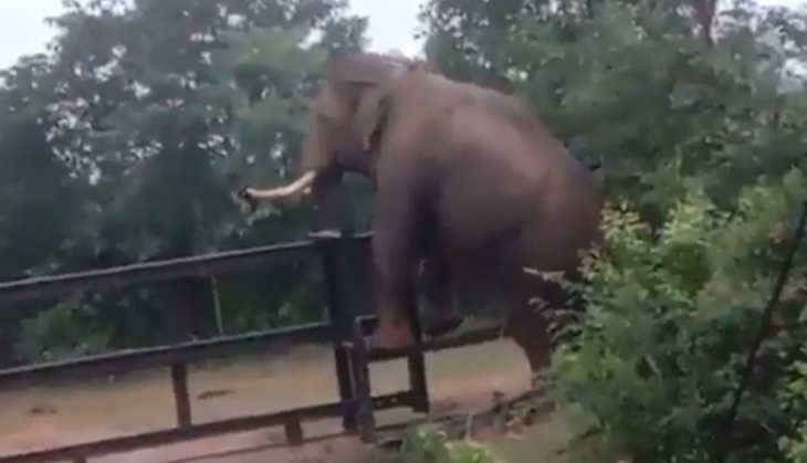Elephant
