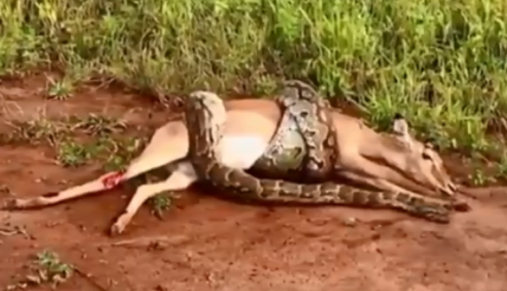 Python swallow deer