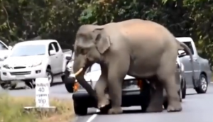 जंगल के बीच से गुजर रही कारों को देखकर हाथी को आ गया गुस्सा, वीडियो में देखें फिर किया क्या हाल