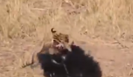 चीता ने कर दी भालू पर हमला करने की गलती, वीडियो में देखें कैसे पड़ गए जान बचाने के लाले