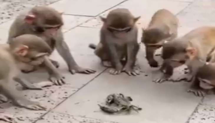 Monkey and Crab