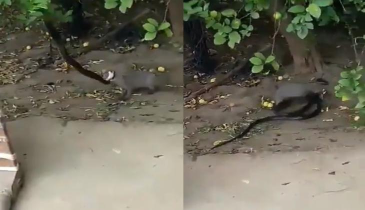 Snake and Mongoose fight