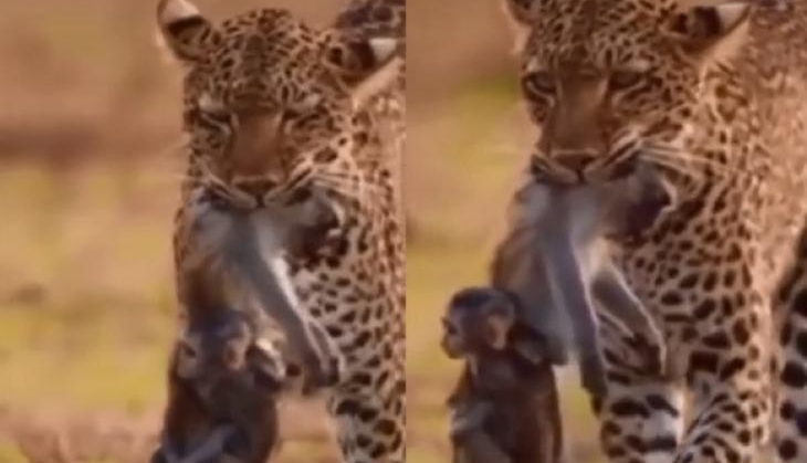 cheetah killed monkey